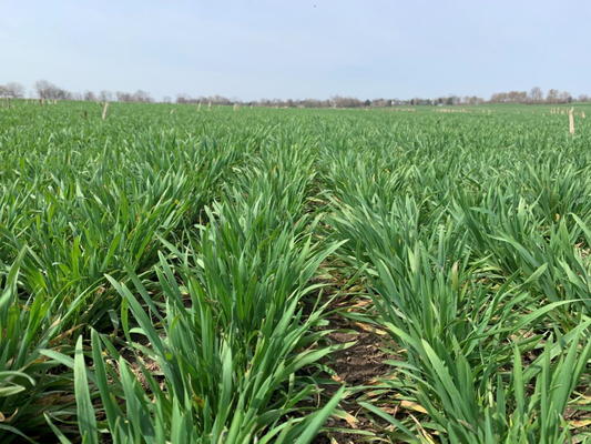 Flowering Stage in Wheat: Maximize Yield with the Right Nutrients 🌾