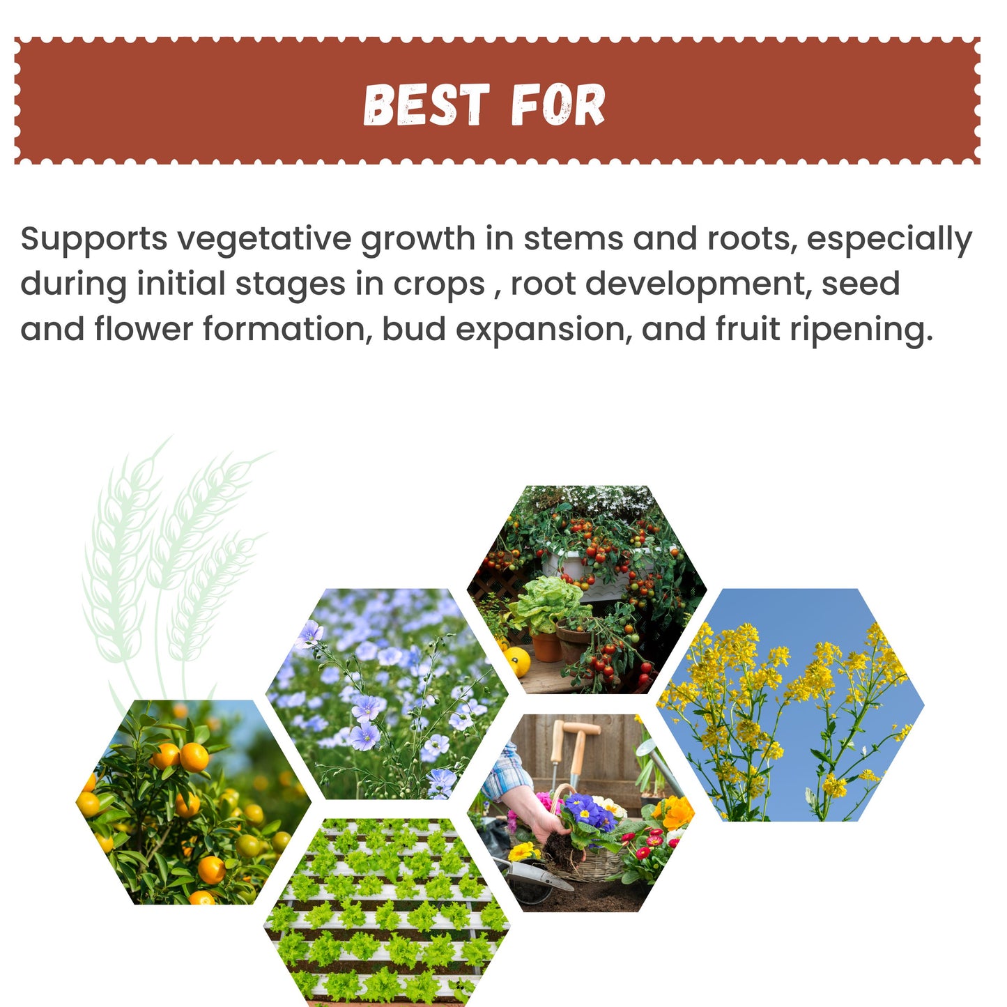 GGV NPK 19 19 19 100% Water Soluble Plant Food Fertilizer