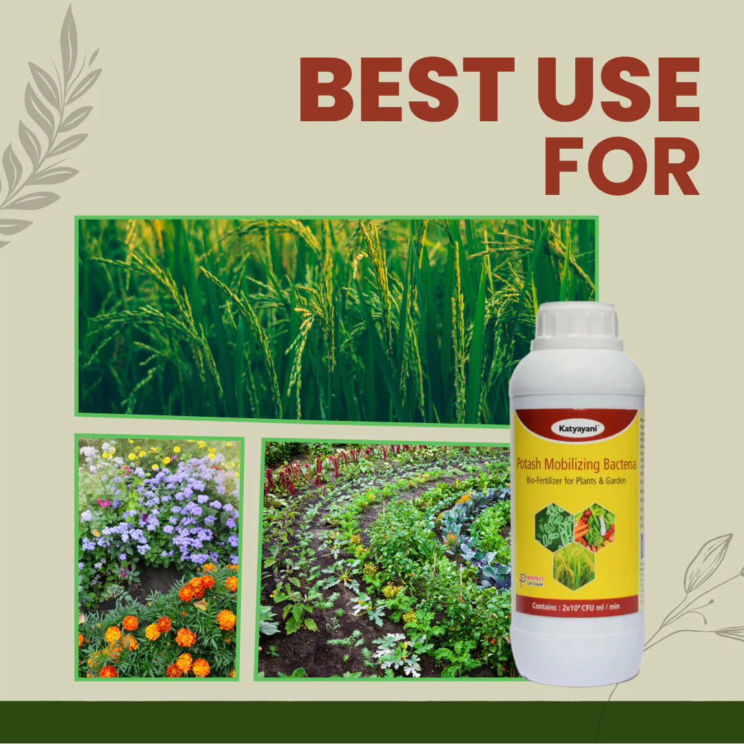 GGV Potash Mobilizing Bacteria Bio fertilizer