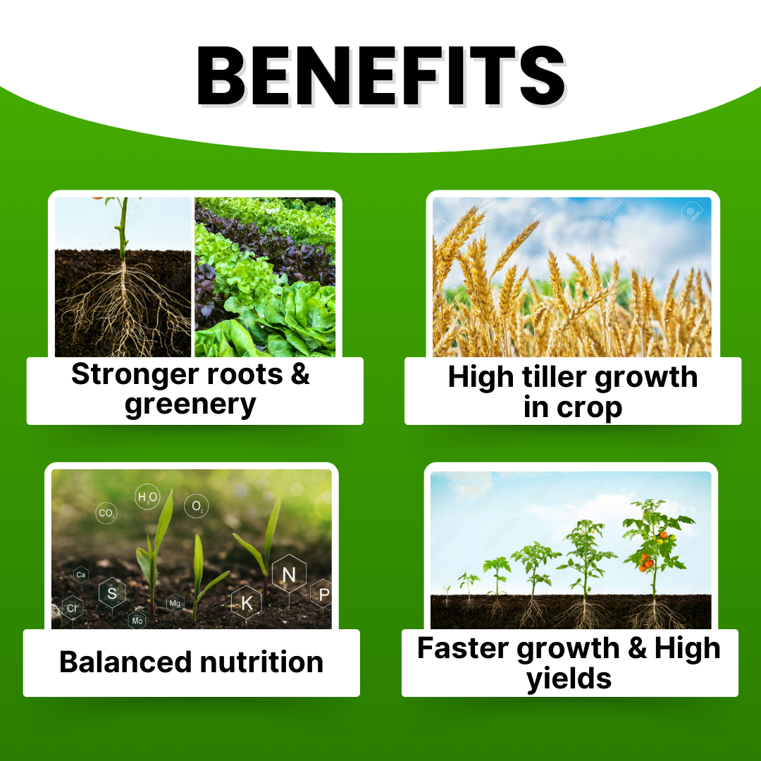 GGV NPK 19 19 19 100% Water Soluble Plant Food Fertilizer