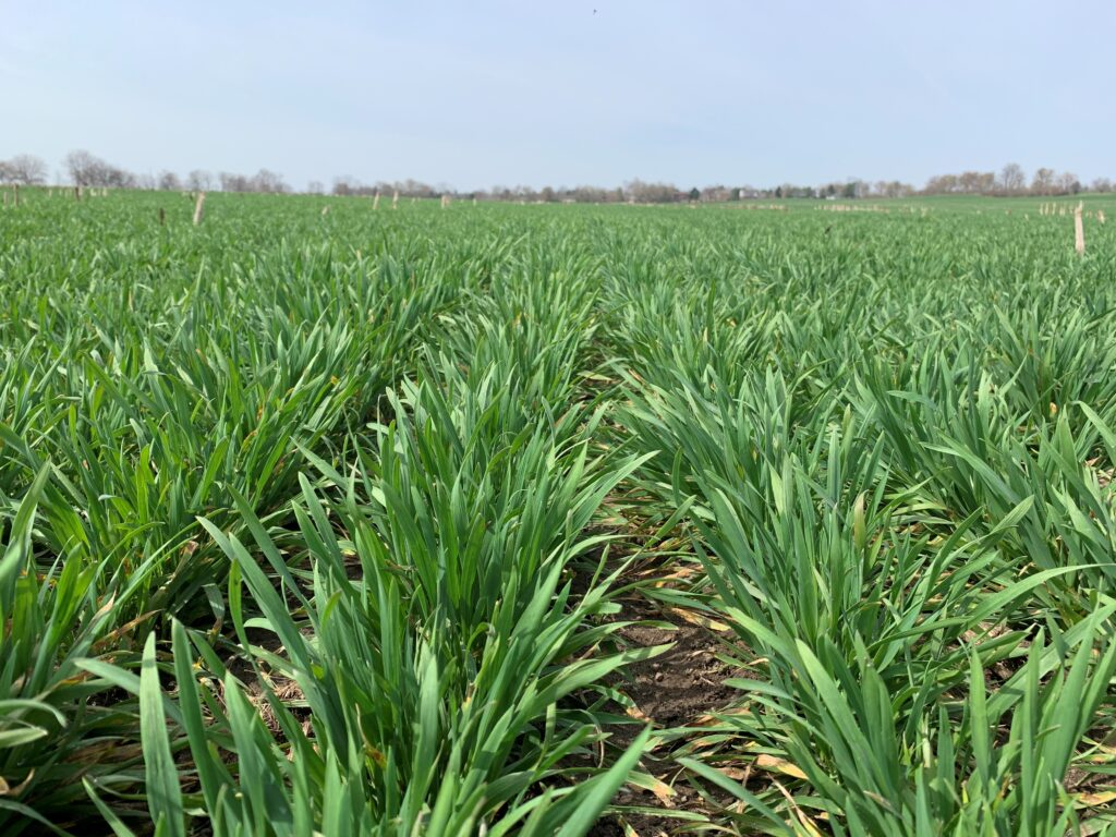 Flowering Stage in Wheat: Maximize Yield with the Right Nutrients 🌾