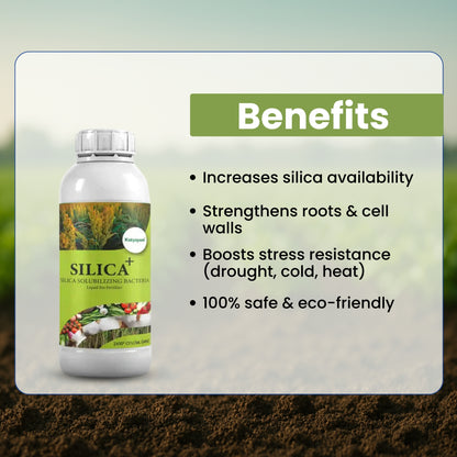 GGV SILICA + | SILICA SOLUBILIZING BACTERIA | LIQUID BIOFERTILIZER