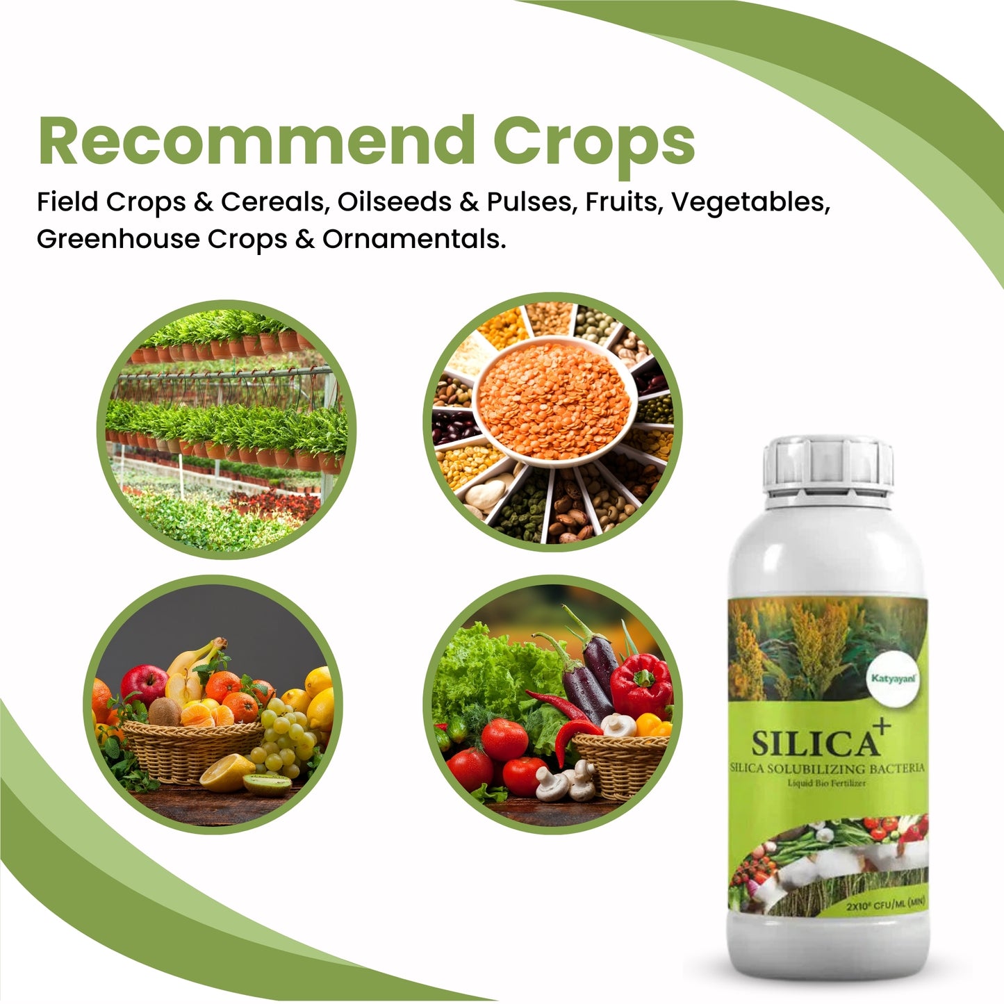 GGV SILICA + | SILICA SOLUBILIZING BACTERIA | LIQUID BIOFERTILIZER