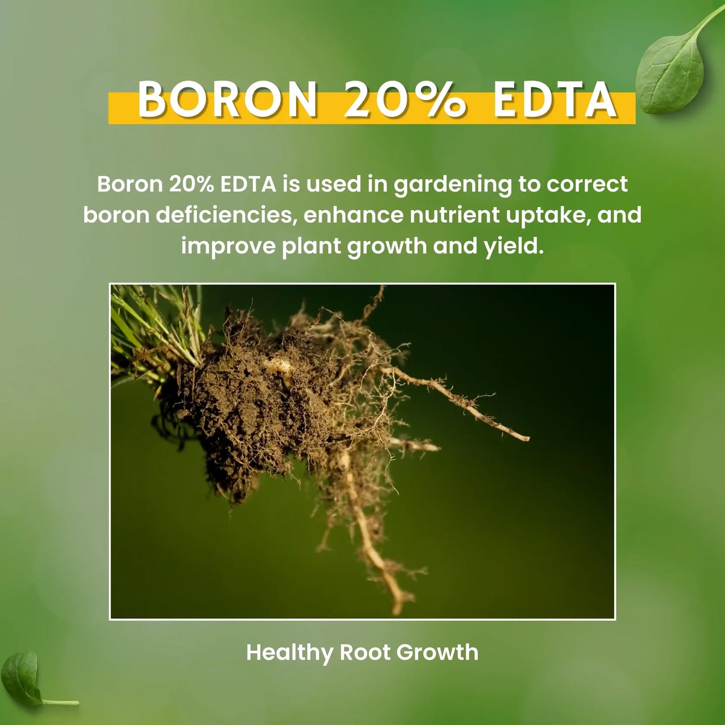 GGV Boron 20% (EDTA) Micronutrient Fertilizer