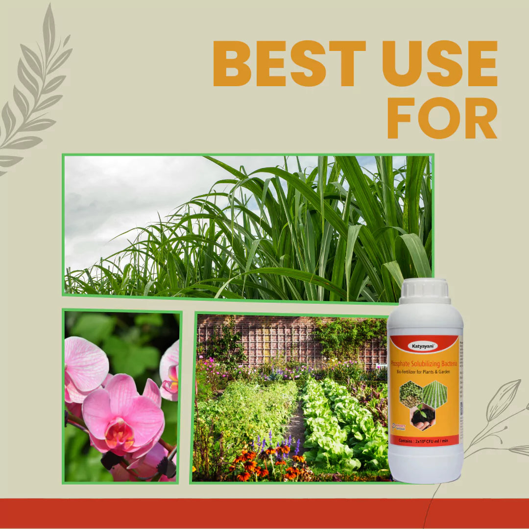 GGV Phosphate Solubilizing Bacteria Bio fertilizer