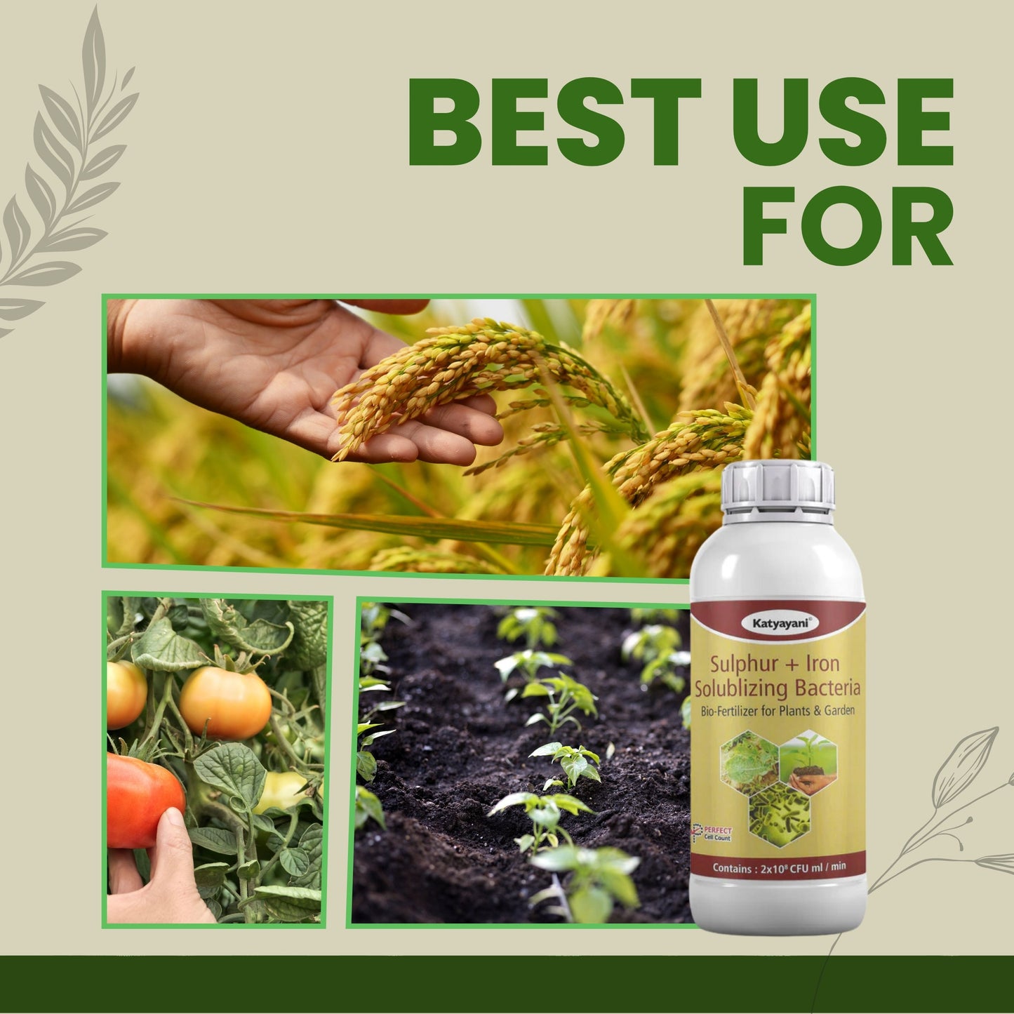 Sulphur + Iron Solubilising Bio Fertilizer