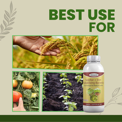Sulphur + Iron Solubilising Bio Fertilizer