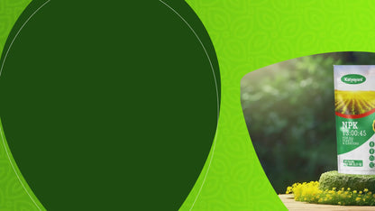 GGV NPK 13 00 45 Fertilizer