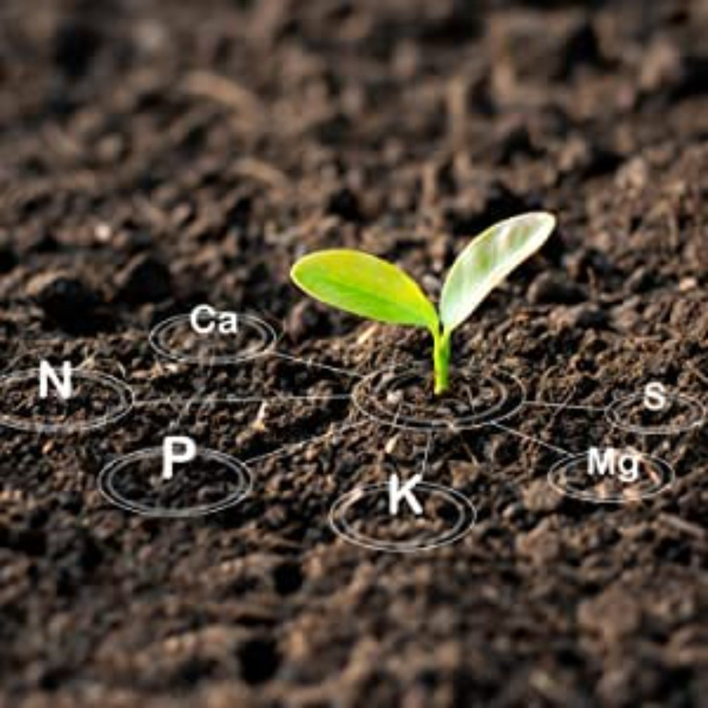 GGV NPK 19 19 19 with Neem Oil
